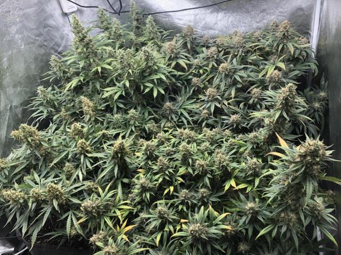 Mimosa and Critical Orange | 4 Autos. Week 10