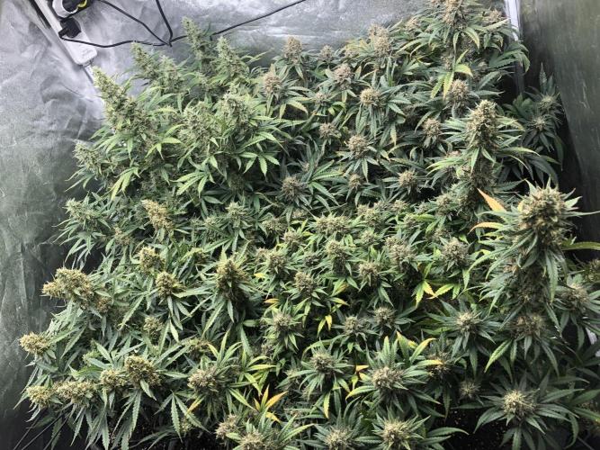 Mimosa and Critical Orange | 4 Autos. Week 10