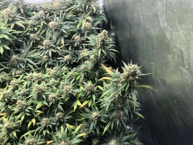 Mimosa and Critical Orange | 4 Autos. Week 10