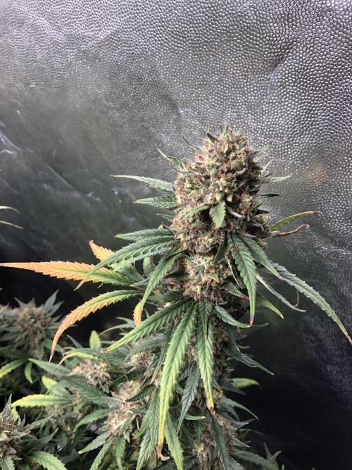 Mimosa and Critical Orange | 4 Autos. Week 10