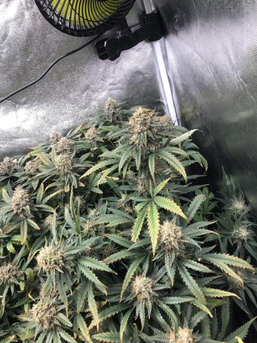 Mimosa and Critical Orange | 4 Autos. Week 10