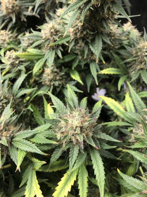 Mimosa and Critical Orange | 4 Autos. Week 10