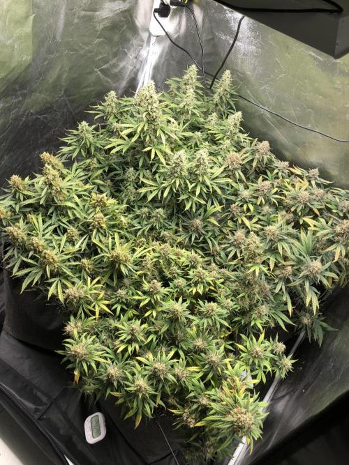 Mimosa and Critical Orange | 4 Autos. Week 11