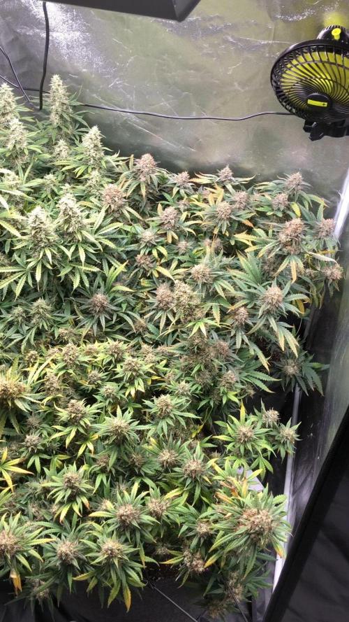 Mimosa and Critical Orange | 4 Autos. Week 11