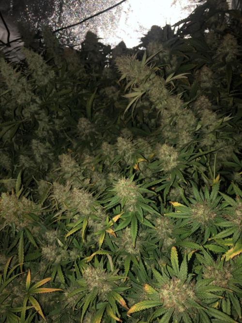 Mimosa and Critical Orange | 4 Autos. Week 11