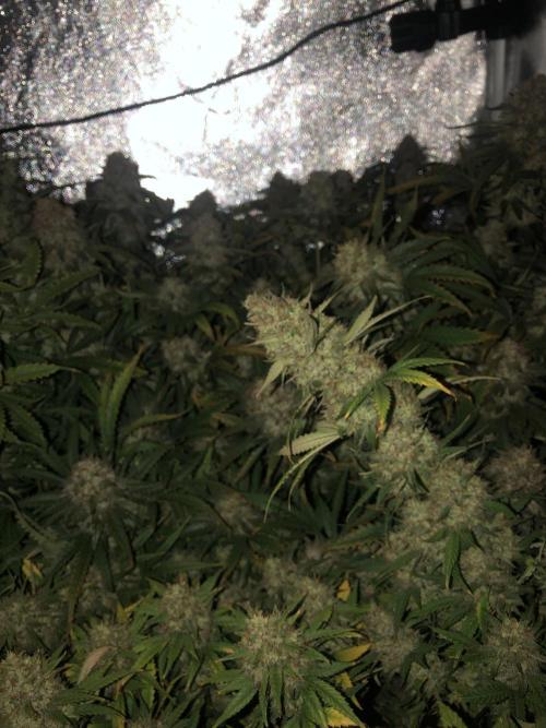 Mimosa and Critical Orange | 4 Autos. Week 11