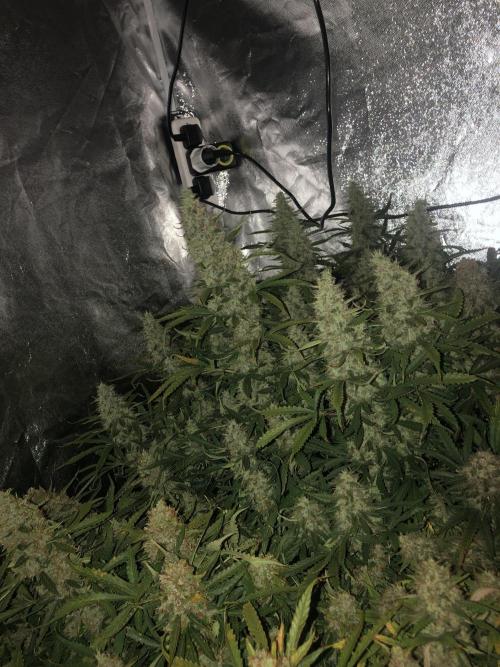 Mimosa and Critical Orange | 4 Autos. Week 11