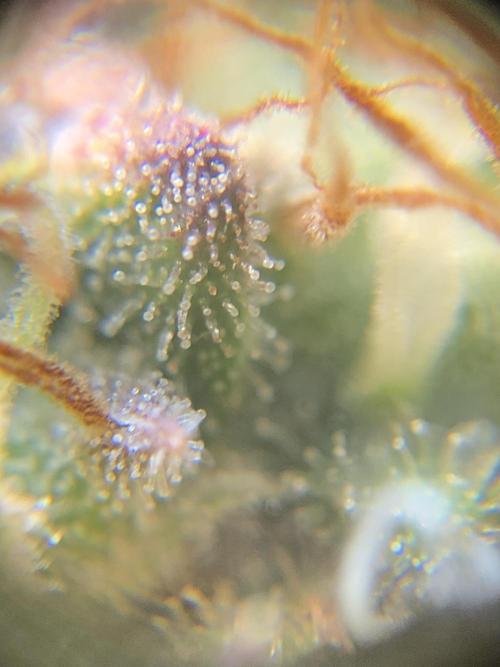 Mimosa and Critical Orange | 4 Autos. Week 11