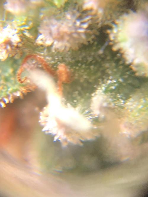 Mimosa and Critical Orange | 4 Autos. Week 11