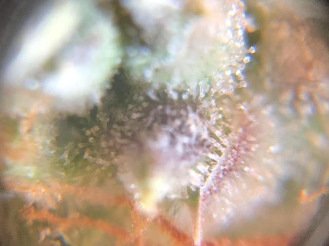 Mimosa and Critical Orange | 4 Autos. Week 11