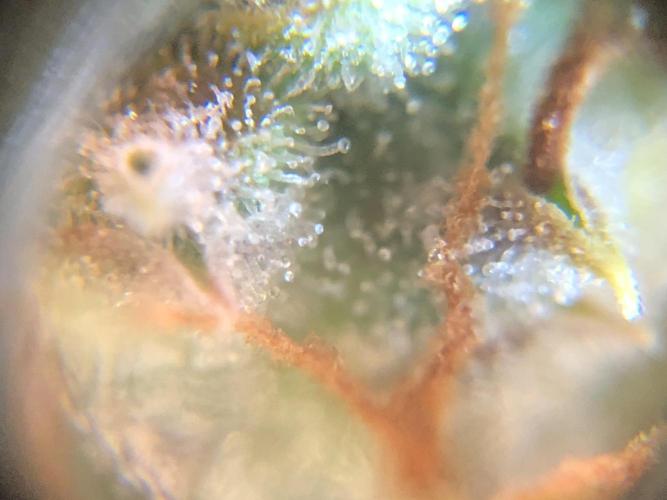 Mimosa and Critical Orange | 4 Autos. Week 11