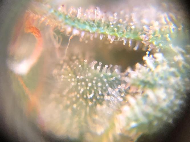 Mimosa and Critical Orange | 4 Autos. Week 11