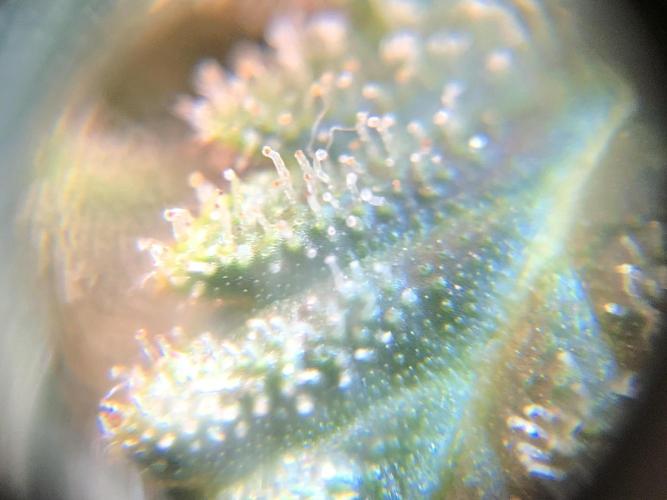 Mimosa and Critical Orange | 4 Autos. Week 11