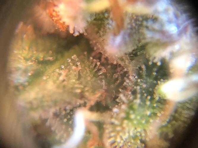 Mimosa and Critical Orange | 4 Autos. Week 11