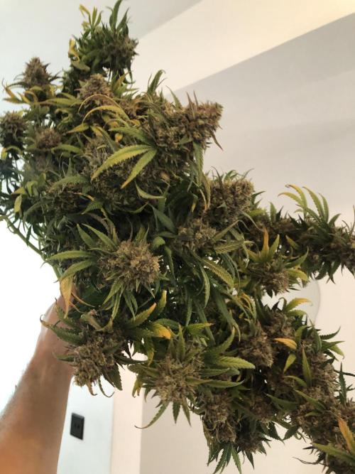 Mimosa and Critical Orange | 4 Autos. Week 11