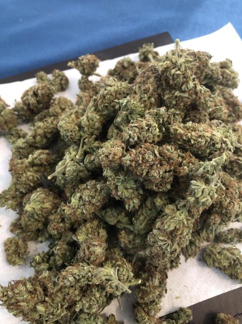 Mimosa and Critical Orange | 4 Autos. Week 11