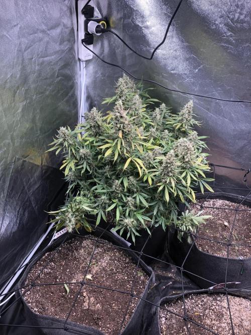 Mimosa and Critical Orange | 4 Autos. Week 11