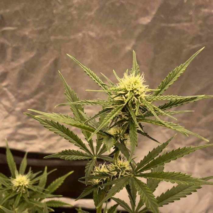 First Grow Ever: Wedding Cake Auto - RQS. Week 8 - week 8, well into flower