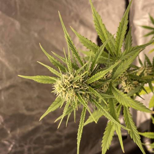 First Grow Ever: Wedding Cake Auto - RQS. Week 9