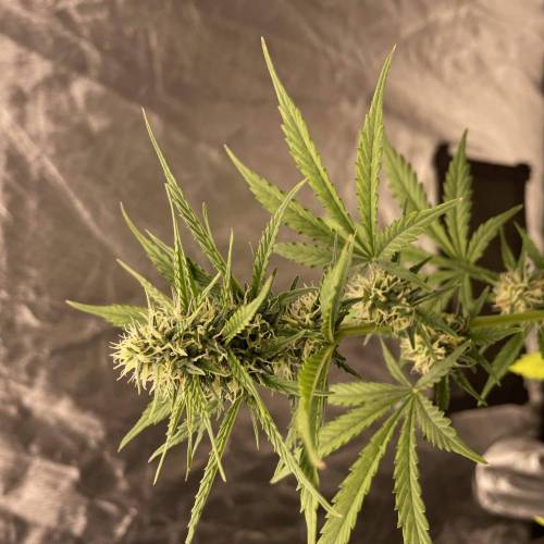 First Grow Ever: Wedding Cake Auto - RQS. Week 9