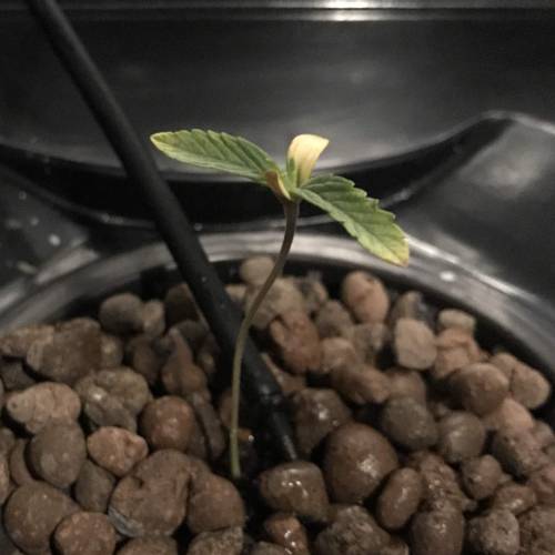 Wanna Dance?. Week 1 - end of week 1. slightly yellow leaf tips - need to keep on this