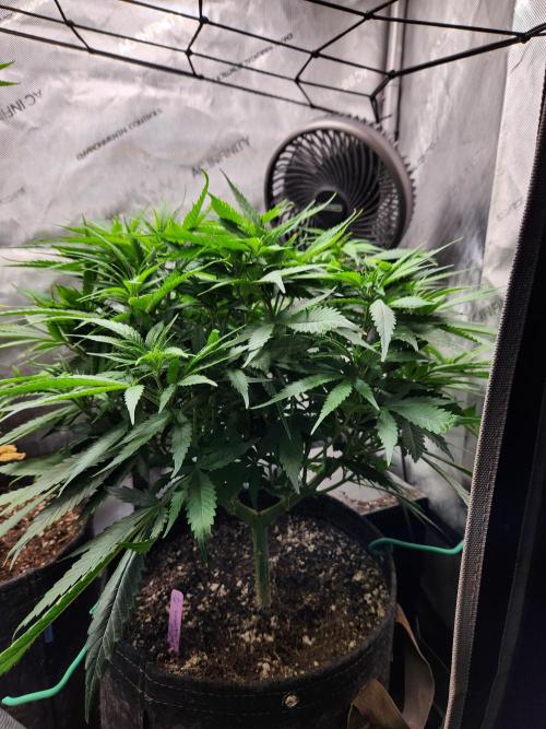 Indigo Sapphire Round 3. Week 6