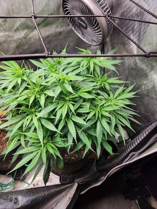 Indigo Sapphire Round 3. Week 6