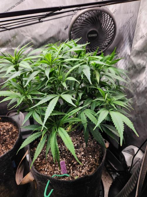 Indigo Sapphire Round 3. Week 6