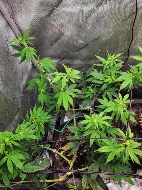 Don Biscotti. Week 6