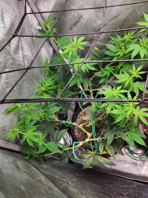 Don Biscotti. Week 6