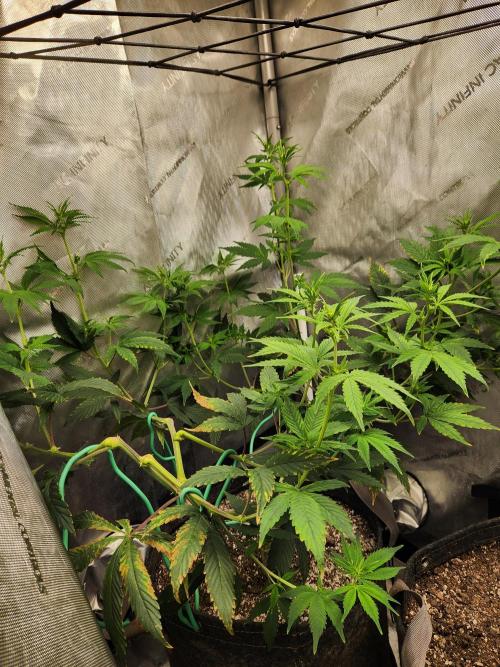 Don Biscotti. Week 6