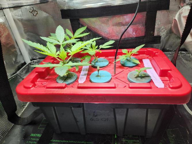 Glacial Razorberry. Week 1