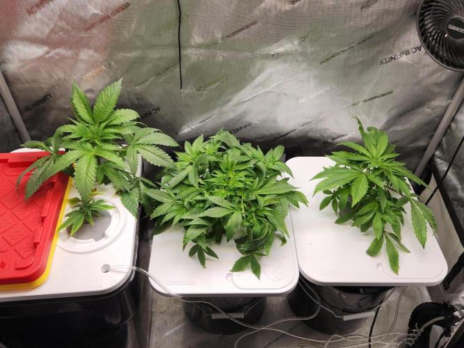 Glacial Razorberry. Week 6