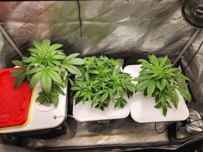 Glacial Razorberry. Week 6