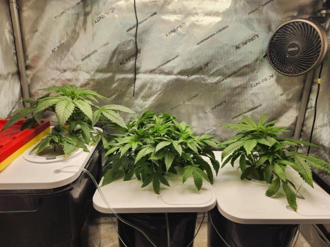Glacial Razorberry. Week 6