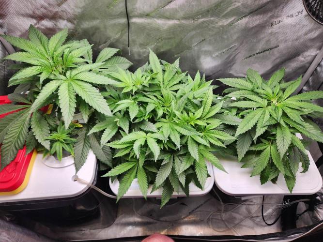 Glacial Razorberry. Week 6