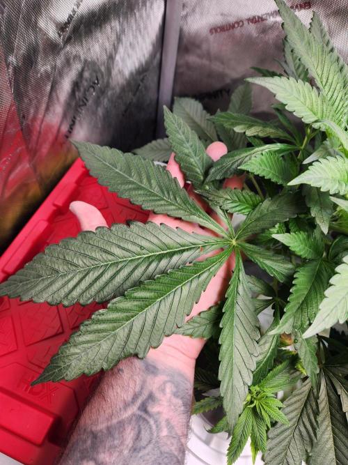 Glacial Razorberry. Week 6