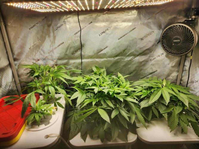 Glacial Razorberry. Week 6