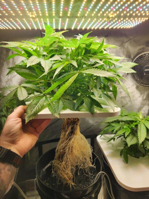 Glacial Razorberry. Week 6