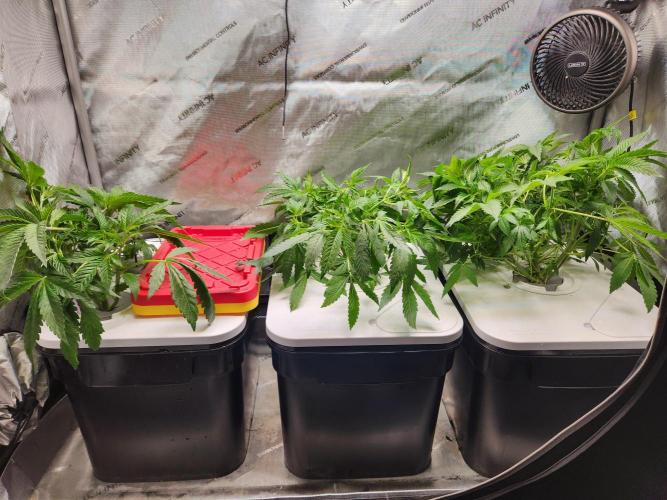 Glacial Razorberry. Week 7