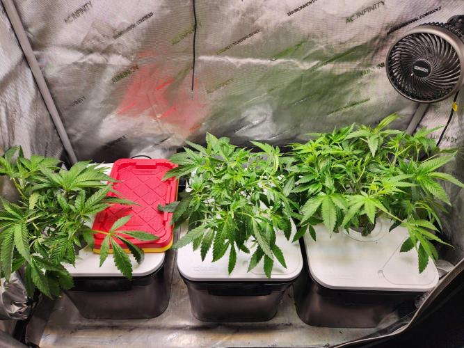 Glacial Razorberry. Week 7