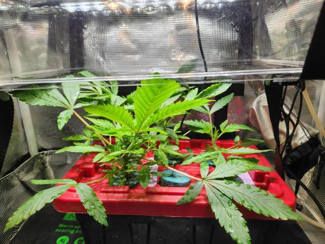 Glacial Razorberry. Week 2