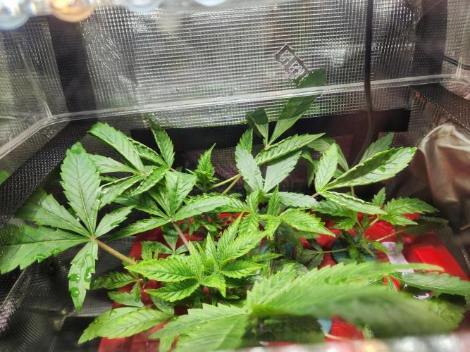 Glacial Razorberry. Week 2