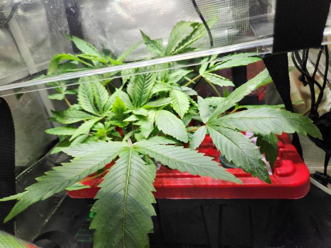 Glacial Razorberry. Week 3