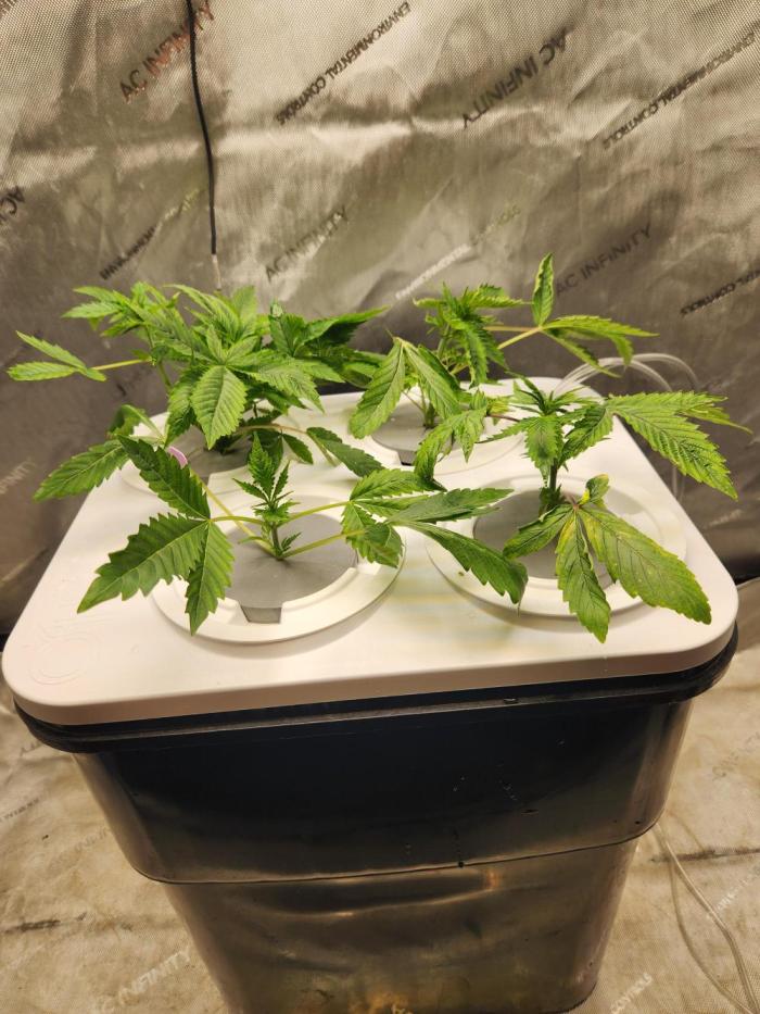 Glacial Razorberry. Week 4