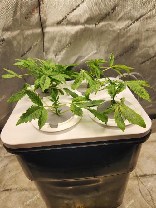 Subzero #12 x Blueberry Sundae. Week 4