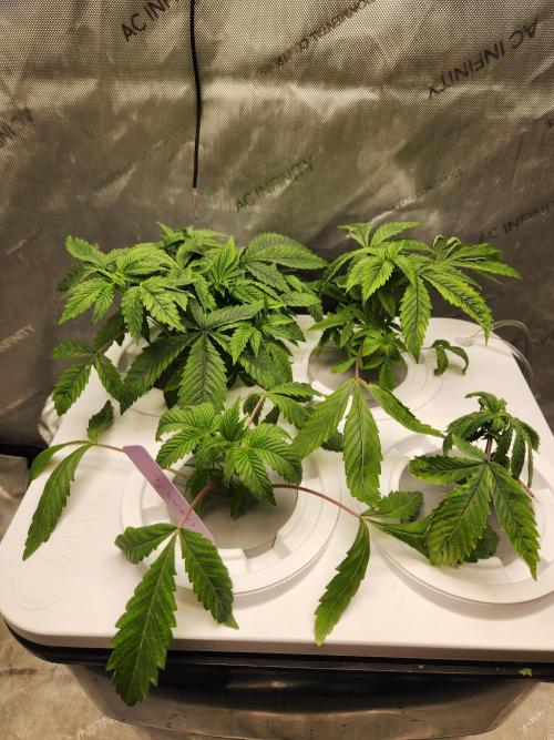 Glacial Razorberry. Week 5