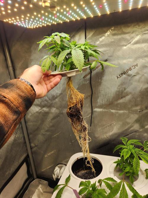 Glacial Razorberry. Week 5