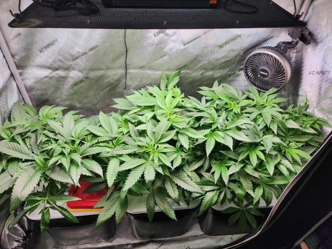 Glacial Razorberry. Week 8 - Pre clone pull