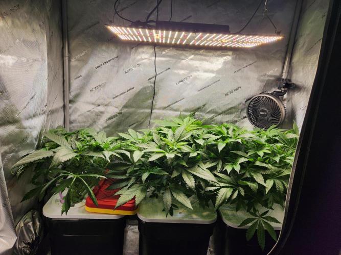 Glacial Razorberry. Week 8